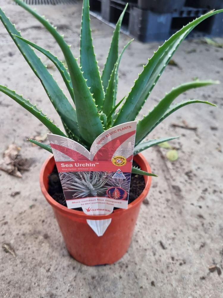 Aloe 'Sea Urchin™' 6" Pot