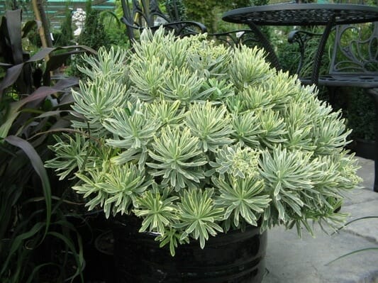 A Euphorbia 'Silver Swan' 6" Pot, boasting clusters of green and yellow variegated leaves, is tastefully placed outdoors near a metal table and chairs set.