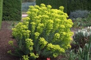 A garden with a large, bushy Euphorbia wulfenii 'Ascot Gnome' 6" Pot featuring clusters of small, bright yellow-green flowers surrounded by various other plants and a neatly trimmed hedge.
