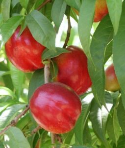 Red nectarines flourish on a Prunus 'Flavortop' Nectarine (Dwarf) 10" Pot, their vibrant hues contrasting with lush green leaves, all thriving in a convenient 10" pot.