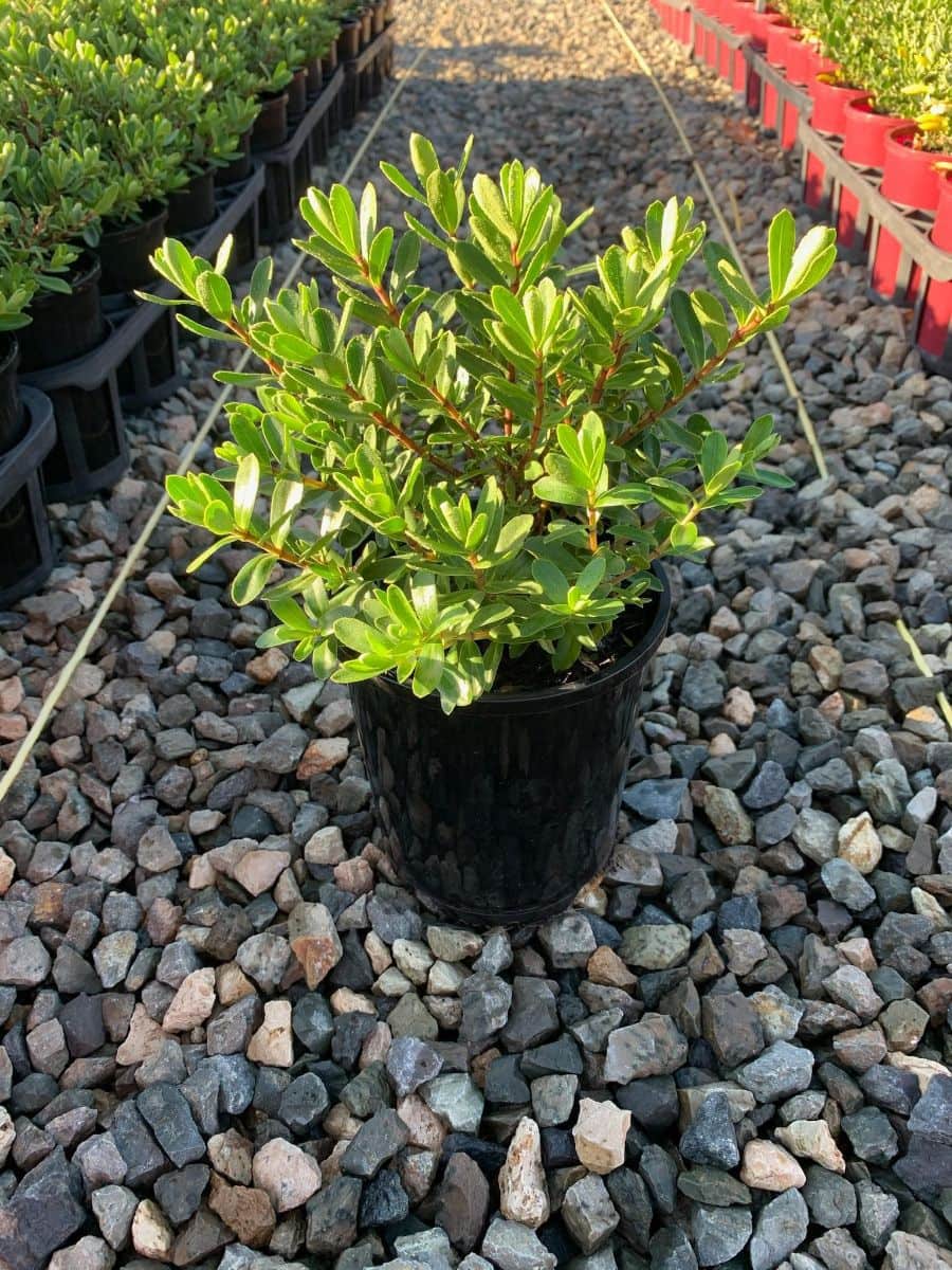 Hebe 'Heebie Jeebies' 8" Pot