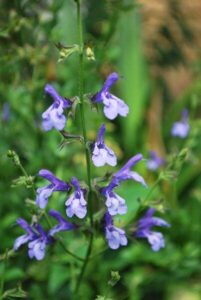 A close-up of a stem of Salvia 'African Sky' 6" Pot with purple and white flowers boasting elongated petals, set against lush green foliage in the background.