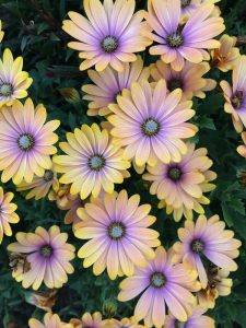 Osteospermum 'Blushing Beauty' African Daisy