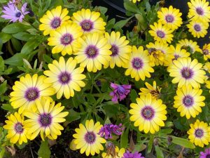 Osteospermum 'Blue Eyed Beauty' African Daisy