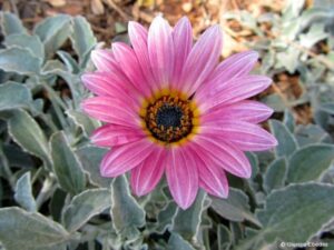 The Arctotis 'Silver Pink Flower' in a 6" pot features a silver pink flower with a black and yellow center, elegantly framed by green leaves.