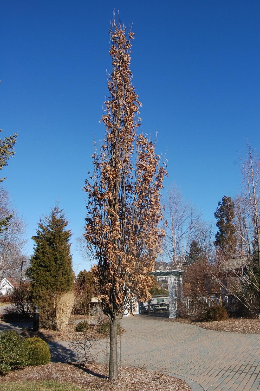 A tall, narrow Quercus 'Green Pillar®' Pin Oak 16" Pot (Eco Grade) with dried brown leaves stands in a paved area surrounded by other greenery under a clear blue sky.