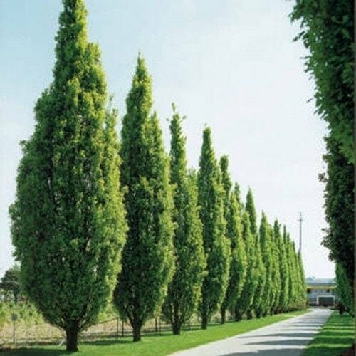 A row of tall, narrow Quercus 'Green Pillar®' Pin Oak 16" Pot (Eco Grade) lines both sides of a paved pathway leading into the distance on a clear day, showcasing an Eco Grade landscape.