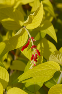 Salvia 'Golden Pineapple' Sage features bright yellow-green leaves and small red flower buds. Available in a 10cm pot.