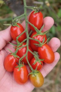 A hand holding a cluster of ripe Tomato 'Cherry Roma' grape tomatoes on the vine, with one slightly unripe tomato at the bottom, reminiscent of a harvest from a 4" pot.