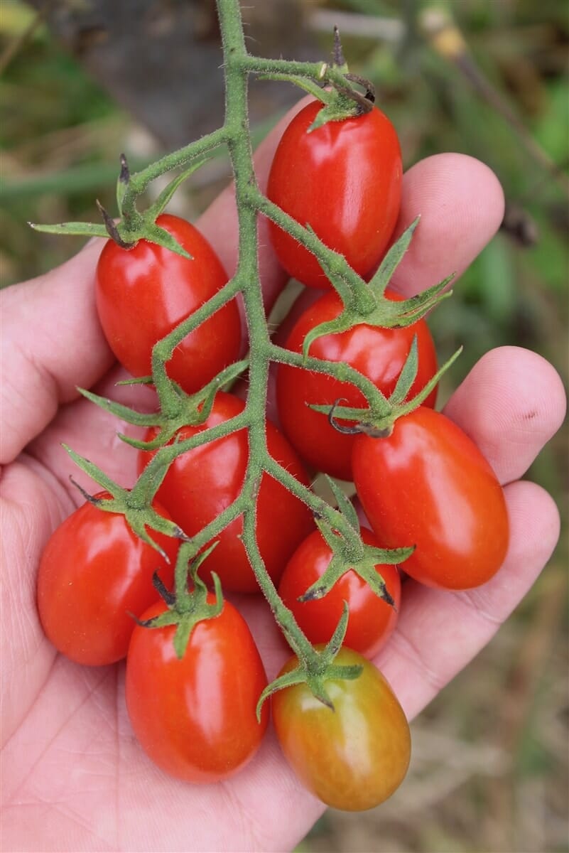 A hand holding a cluster of ripe Tomato 'Cherry Roma' grape tomatoes on the vine, with one slightly unripe tomato at the bottom, reminiscent of a harvest from a 4" pot.