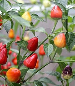 Close-up of Capsicum 'Firecracker' Chilli Pepper in a 4" pot, featuring vibrant firecracker-red and yellow triangle-shaped peppers nestled among lush green leaves.