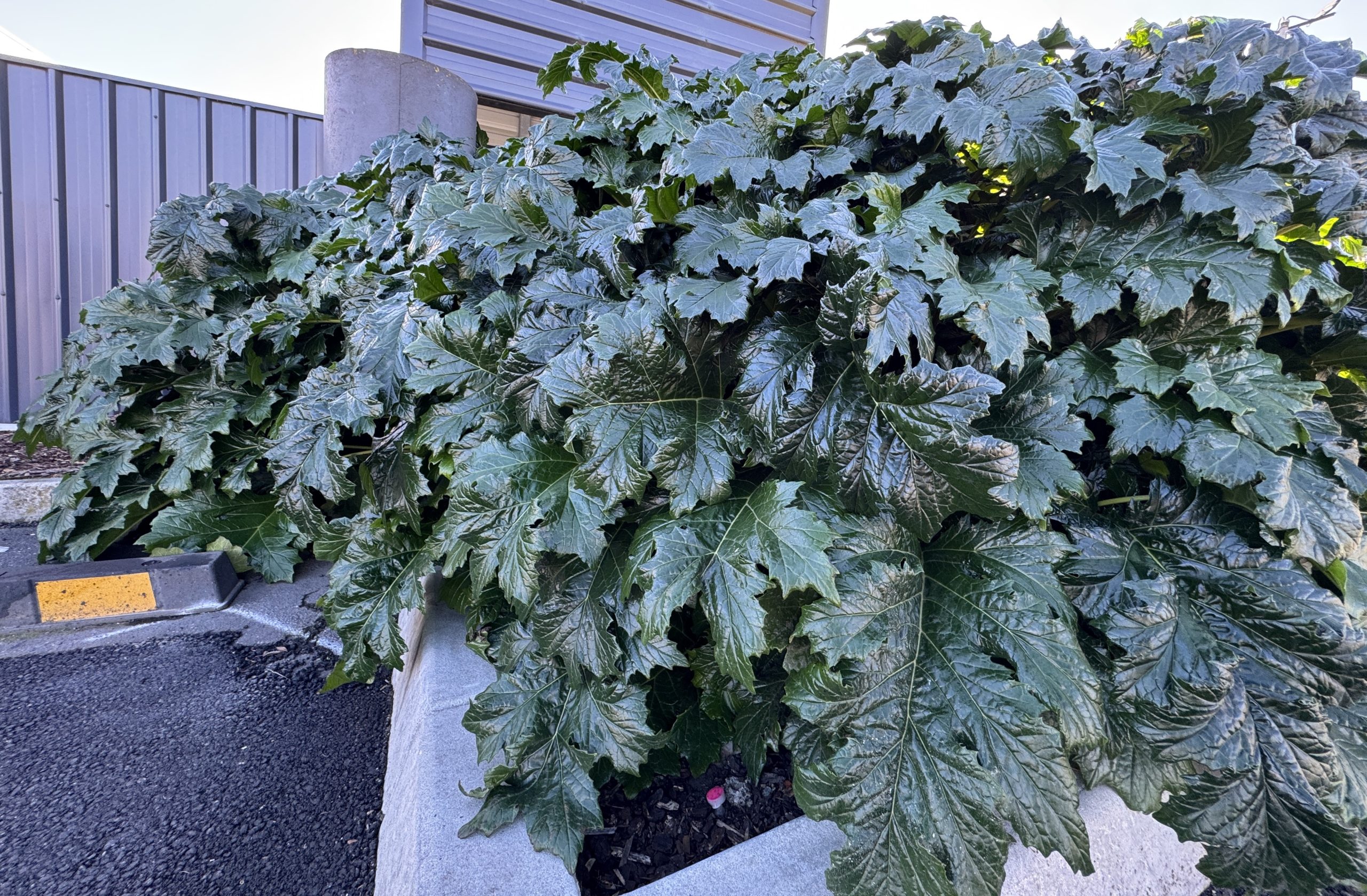 Acanthus 'Oyster Plant' 6" Pot