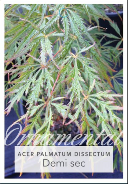 Close-up of Acer 'Demi Sec' Japanese Maple in a 13'' pot, with text overlay: "Ornamental Acer 'Demi Sec' Japanese Maple.