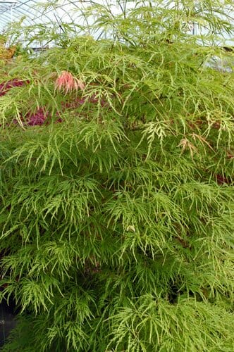 An Acer 'Demi Sec' Japanese Maple in a 13'' pot fills the frame with its delicate, finely dissected green leaves. Some have a hint of red, enhancing its beauty against the backdrop of an elegant greenhouse structure.