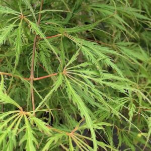 Close-up of the delicate green leaves of Acer 'Demi Sec' Japanese Maple with thin serrated edges and reddish stems, gracefully adorning a 13'' pot.