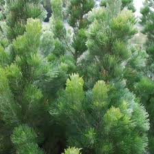 Close-up of lush, green coniferous trees with dense foliage, reminiscent of the vibrant hues found in an Adenanthos 'Silver Streak' Woolly Bush 6" Pot.