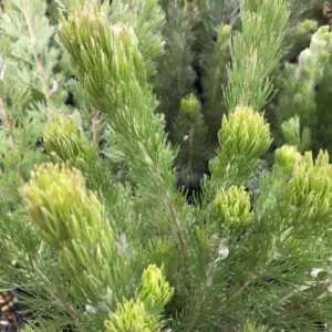Close-up of green foliage on a conifer shrub with needle-like leaves against a blurred background. The intricate texture resembles that of the Adenanthos 'Silver Streak' Woolly Bush, adding natural elegance to the garden even when displayed in its modest 6" pot.