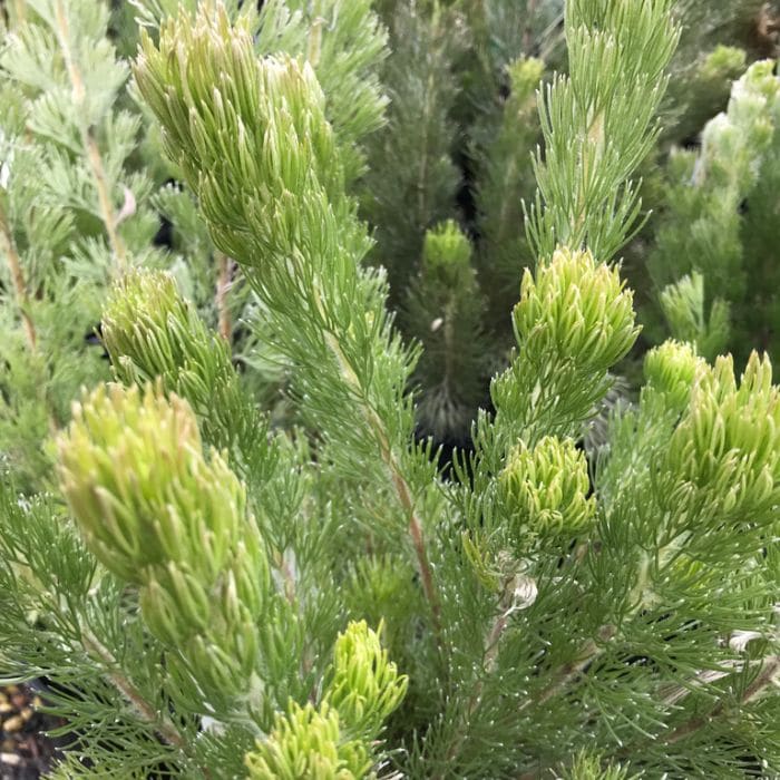 Close-up of green foliage on a conifer shrub with needle-like leaves against a blurred background. The intricate texture resembles that of the Adenanthos 'Silver Streak' Woolly Bush, adding natural elegance to the garden even when displayed in its modest 6" pot.