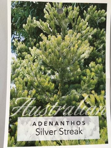 Label showcasing Adenanthos 'Silver Streak' Woolly Bush, highlighting an image of its dense, silver-green foliage. The text overlay features "Australian" and "Silver Streak," making it perfect for an eye-catching 6" pot display.