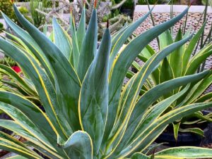 Close-up of an Agave 'El Miradores Gold' plant with pointed green leaves edged in yellow, thriving beautifully in its 8" pot within a garden setting.