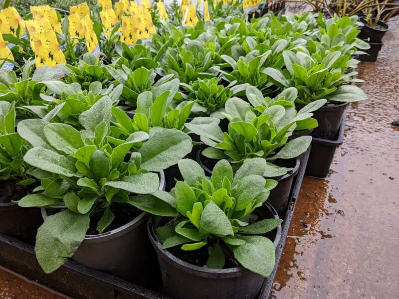 Rows of green potted plants, including the Osteospermum 'Akila Canyon Mix' African Daisy Pack of 6, rest on a wet surface in a garden center. Bright yellow tags are visible in the background.