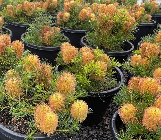 Banksia 'Birthday Candles' 6" Pot
