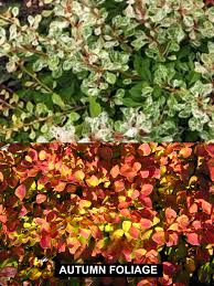 Split image of foliage: The top half features the Berberis 'Silver Beauty' Japanese Barberry 8" Pot with its distinctive green leaves edged in white, while the bottom half displays vibrant red and orange leaves, labeled "Autumn Foliage.