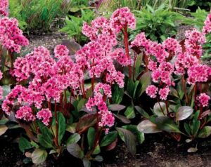 The 'Pink Dragonfly' Bergenia, sold in a 6'' pot, blooms elegantly with broad green leaves and striking pink flowers, adding unique charm to any garden landscape.