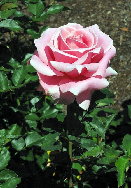 A single rose from the Rose 'Bewitched' Bush Form, showcasing its pink petals in full bloom, is enveloped by lush green leaves against a backdrop of brown soil.