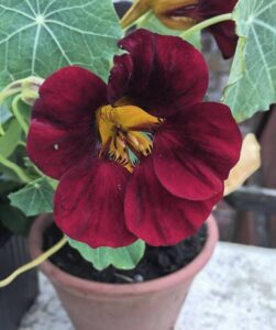 A striking red nasturtium flower, highlighted by its lush green leaves, thrives in a 4-inch pot of Nasturtium 'Black Velvet'.