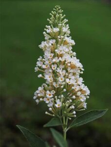 A tall green stem adorned with a cluster of small, white Buddleja 'Buzz™ Ivory' flowers featuring orange centers stands elegantly in a 6" pot against a softly focused green backdrop.