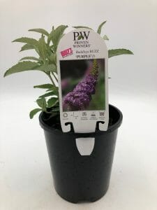 The Buddleja 'Buzz™ Purple' in a 6" pot comes with a label displaying an image of a purple flower, featuring the text "PW," "Buddleja 'Buzz™ Purple,'" and "Buddleia 'BLUEBERRY MUFFIN.'