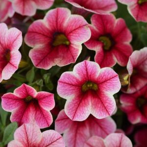 Close-up of delicate pink flowers with dark centers and lush green leaves, reminiscent of the Calibrachoa 'Crave™ Strawberry Star', all displayed in a 6'' pot.