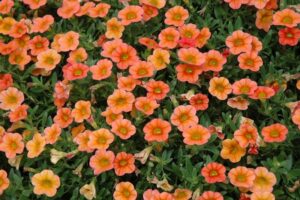 A cluster of vibrant Calibrachoa 'Orange' flowers in a 6" pot, complemented by lush green leaves.