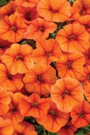 A flourishing display of Calibrachoa 'Orange' flowers adorns the 6" pot.