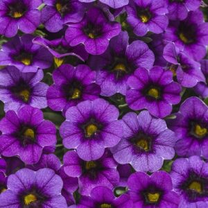 Close-up of Calibrachoa 'Purple' flowers densely clustered in a 6" pot, showcasing their vibrant purple petals with dark centers and green-yellow accents that feature a delicate texture and pattern.