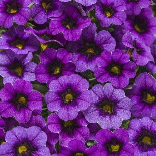 Close-up of Calibrachoa 'Purple' flowers densely clustered in a 6" pot, showcasing their vibrant purple petals with dark centers and green-yellow accents that feature a delicate texture and pattern.
