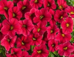 Close-up of a cluster of Calibrachoa 'Red' flowers with vibrant red petals and bright green centers, nestled in a 6" pot.