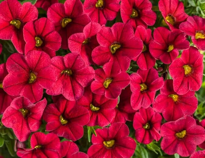 Close-up of a cluster of Calibrachoa 'Red' flowers with vibrant red petals and bright green centers, nestled in a 6" pot.