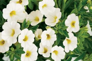 The Calibrachoa 'White' in a 6" pot showcases white blooms with yellow centers, elegantly framed by lush green leaves.