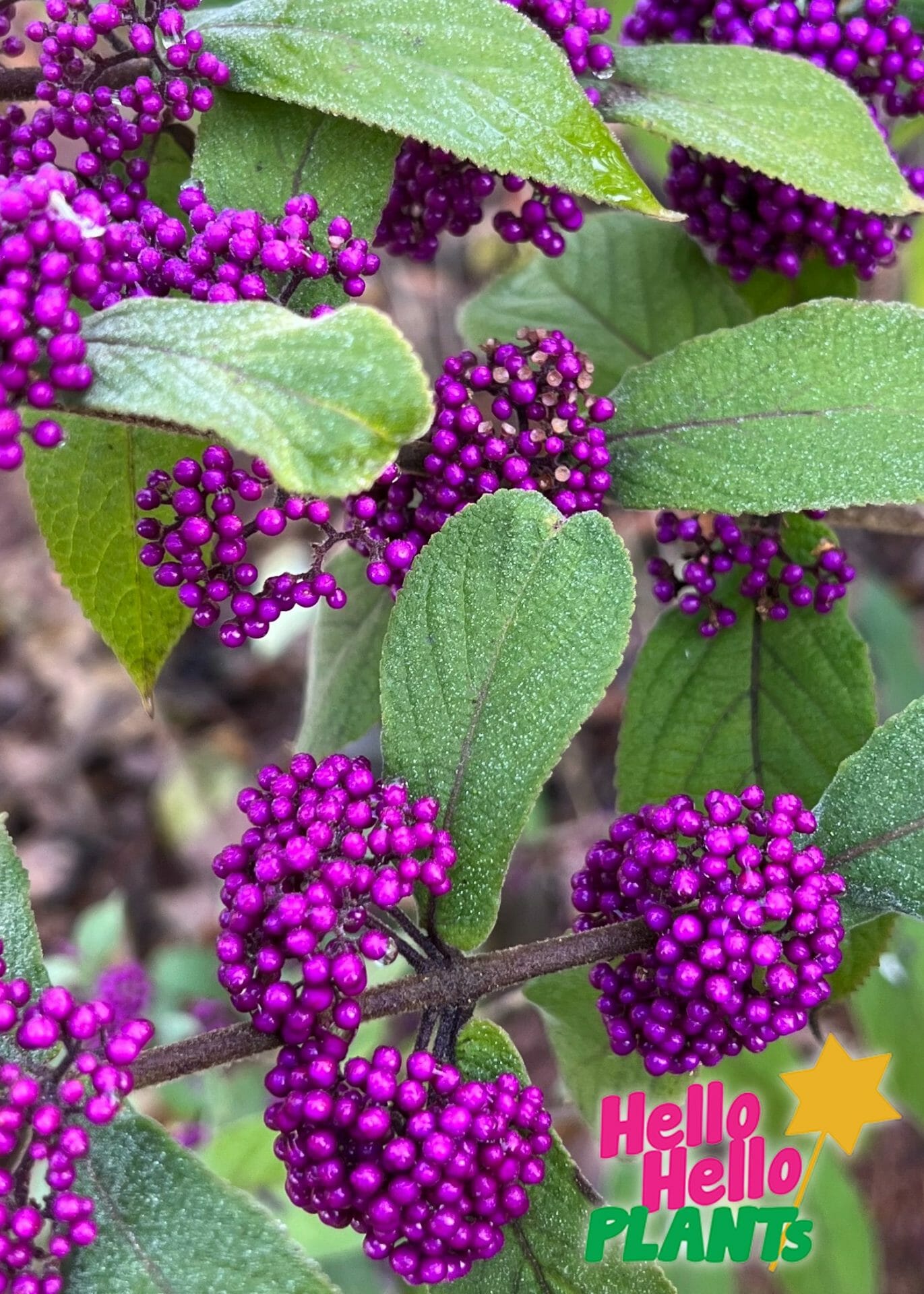 Hello Hello plants nursery melbourne victoria australia Callicarpa bodinieri Beauty Berry Bush Flowering