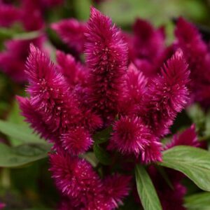 Close-up of the Celosia 'Intenz™ Dark Purple' in a 5" pot, highlighting the vibrant magenta flowers with their lush green leaves in the background.