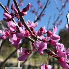 Close-up of a branch with vibrant pink blossoms, similar to those of the Cercis 'Roethgold PBR Chain of Hearts' 16" Pot, set against a clear blue sky.