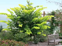 A leafy Cercis 'Roethgold PBR Chain of Hearts' tree with bright green foliage stands near a wooden bench in a garden setting.