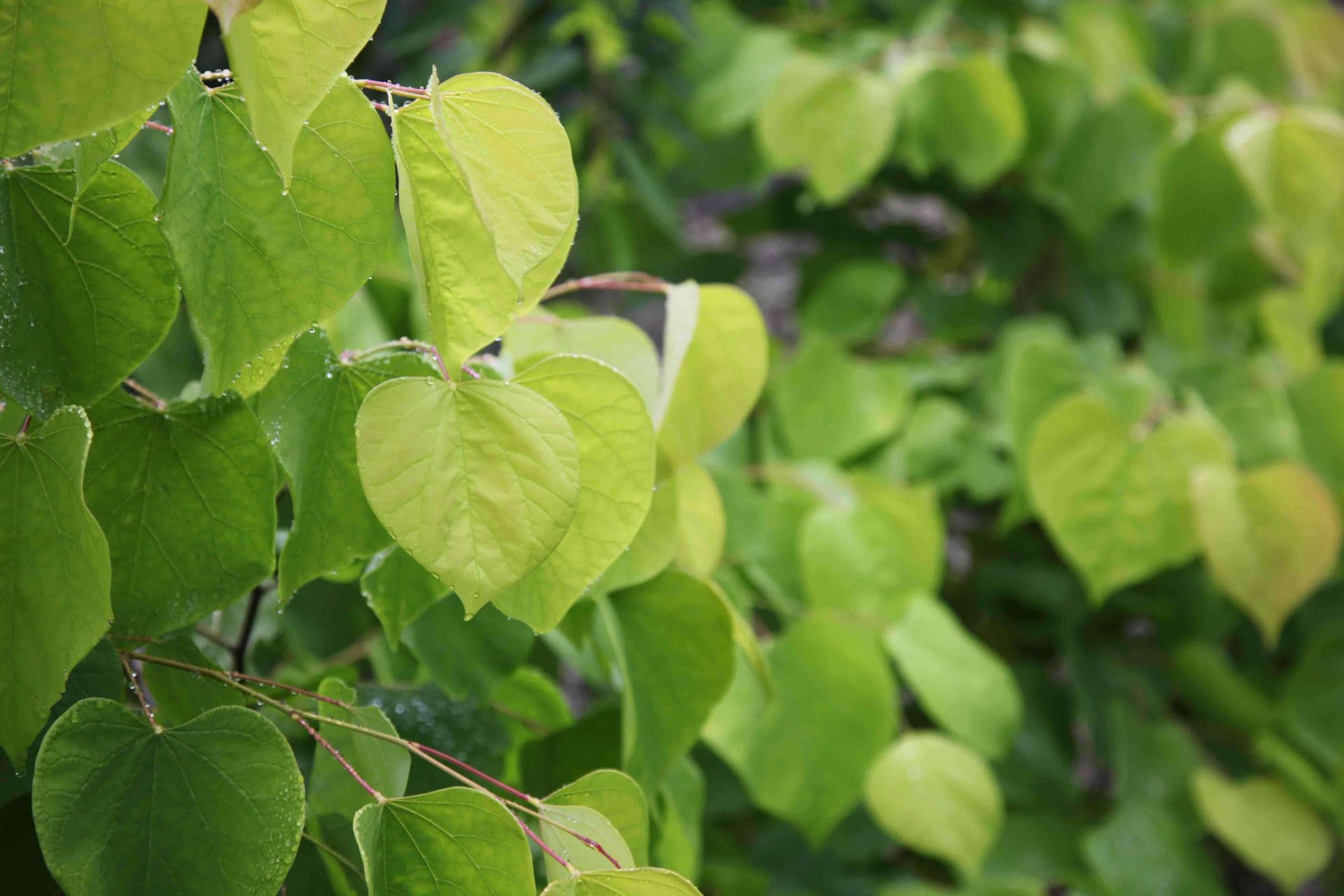 Close-up of heart-shaped green leaves on a branch of the Cercis 'Roethgold PBR Chain of Hearts' 16" Pot, with water droplets glistening on some of the leaves.