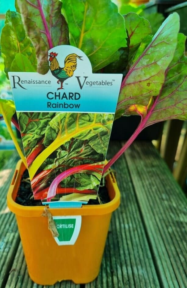 Silverbeet 'Rainbow Chard' 4" Pot