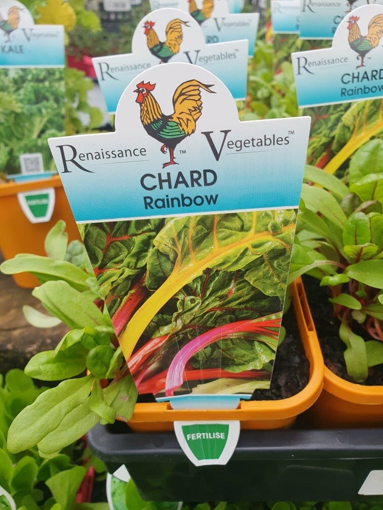 4" pots of Silverbeet 'Rainbow Chard' are displayed in a garden center alongside thriving plants and seed packets.