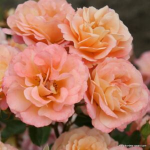 Close-up of several peach-colored roses, featuring the delightful Rose 'Cubana' Bush Form, with its soft, layered petals in full bloom against a blurred background.