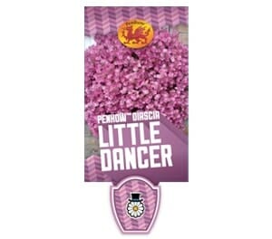 Label for the Diascia 'Little Dancer' 6" Pot, featuring an image of pink flowers with a dragon symbol at the top.