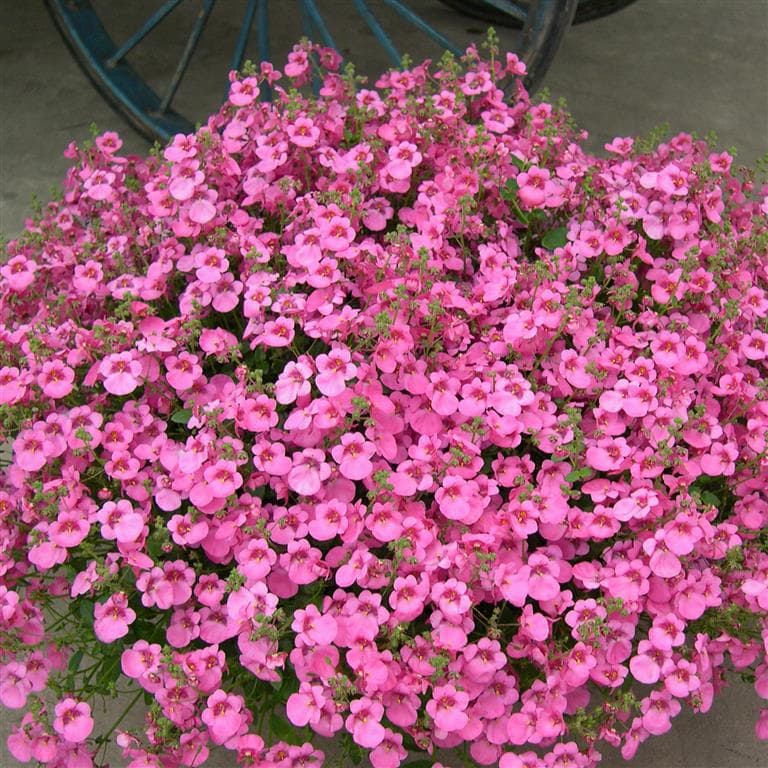A dense cluster of small pink flowers, known as Diascia 'Little Dancer,' blooms elegantly in a 6" pot, framed by the charming outline of a wagon wheel and adding grace to any corner of your garden.